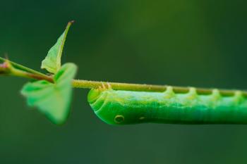 Pedagogical transformation